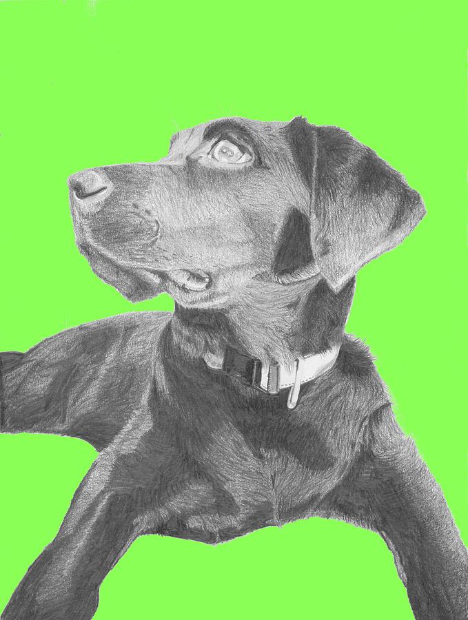 Dog Drawing - Black Labrador Retriever with green background by David Smith