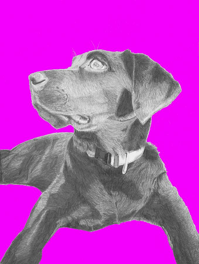 Dog Drawing - Black Labrador Retriever With Pink Background by David Smith
