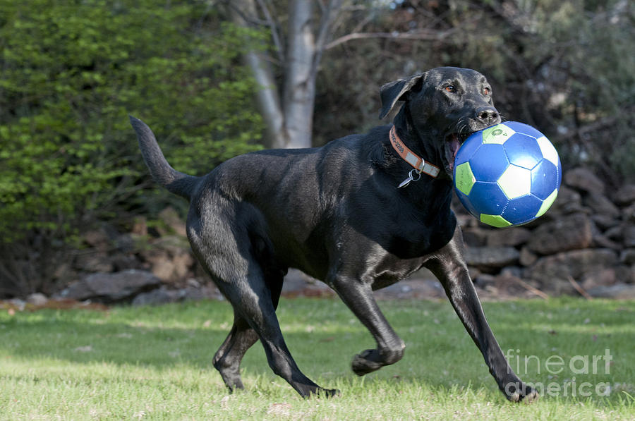 Black Labrador Retrieving Soccer Ball Photograph by William H Mullins
