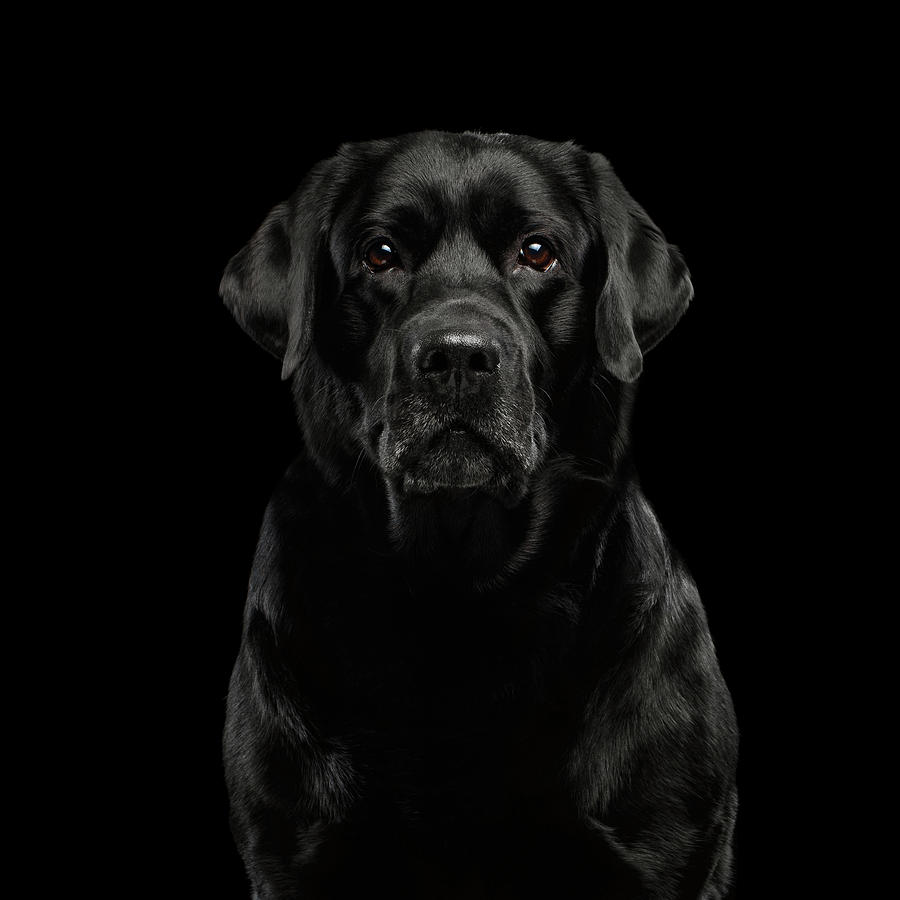 Dog Photograph - Black Labrador  by Sergey Taran