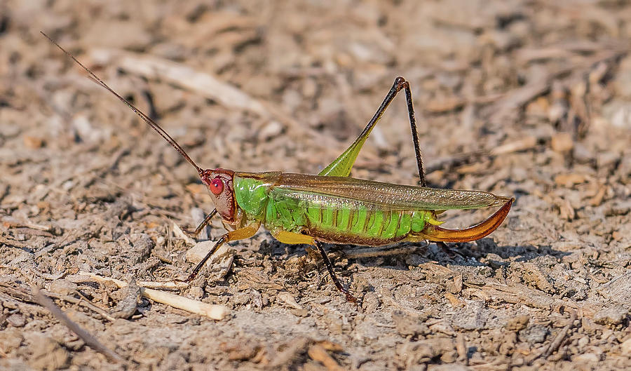 Black-Legged Meadow Katydid Photograph by Morris Finkelstein - Pixels