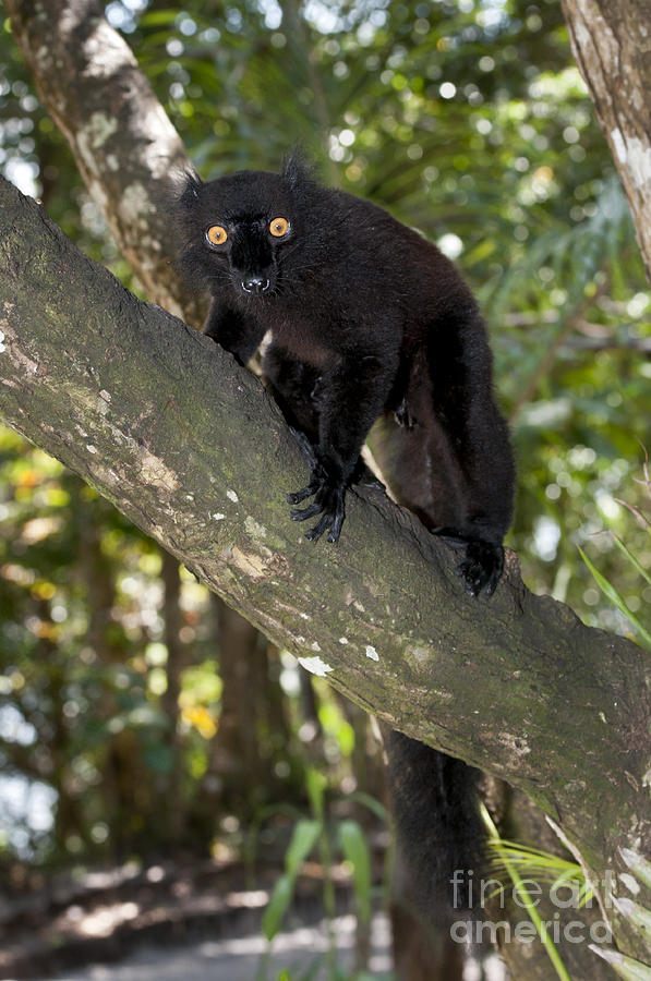 Black Lemur Photograph by Tony Camacho