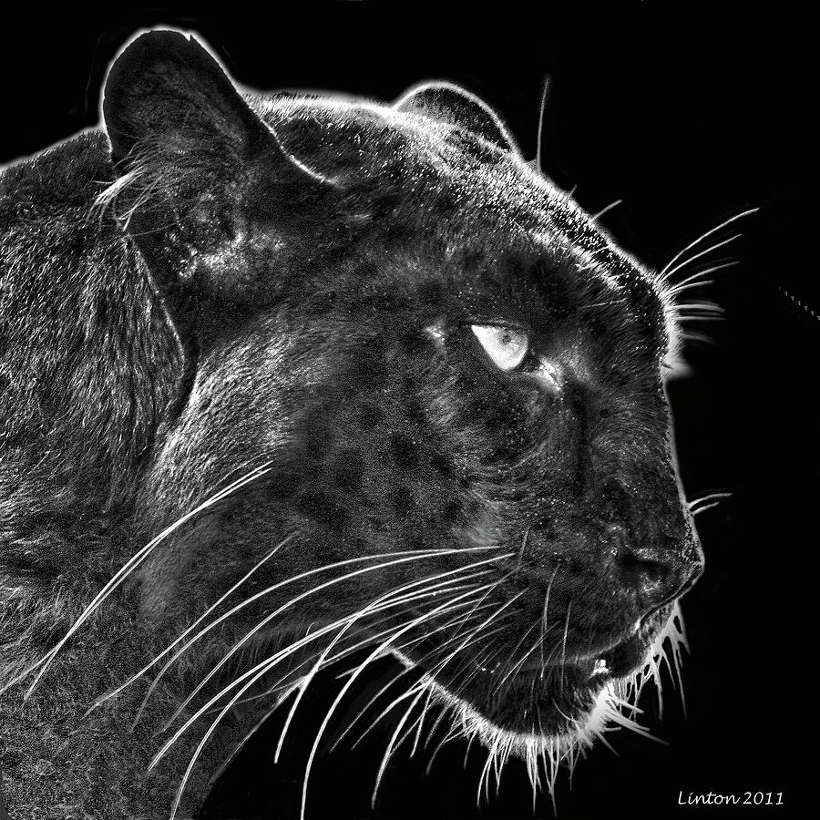 Nature Digital Art - Black Leopard 2 by Larry Linton