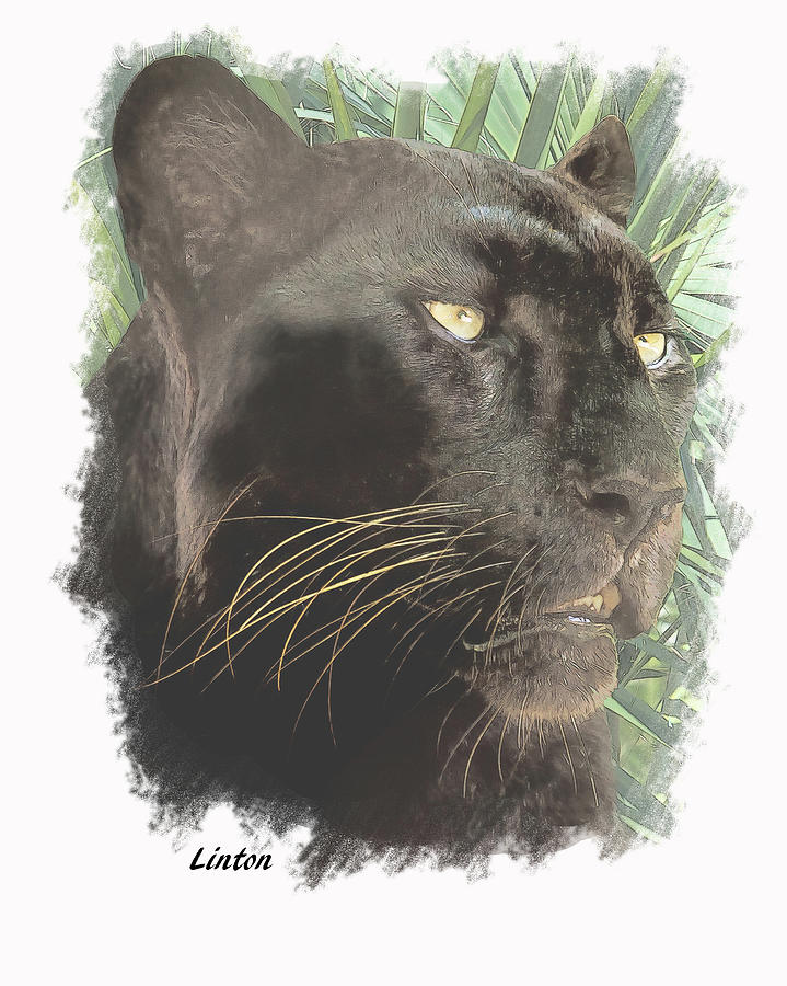 Black Leopard Digital Art by Larry Linton