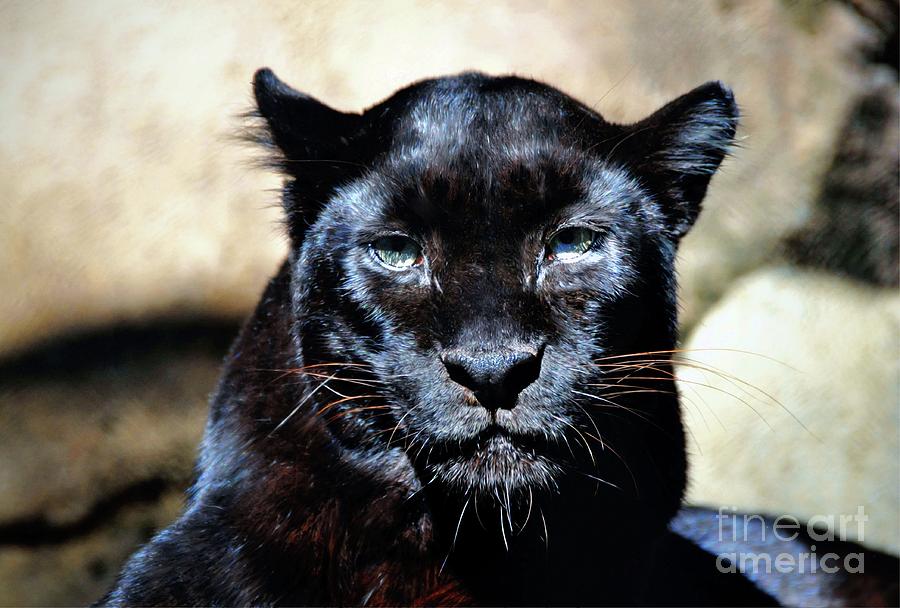 Black Leopard Portrait Photograph by Savannah Gibbs