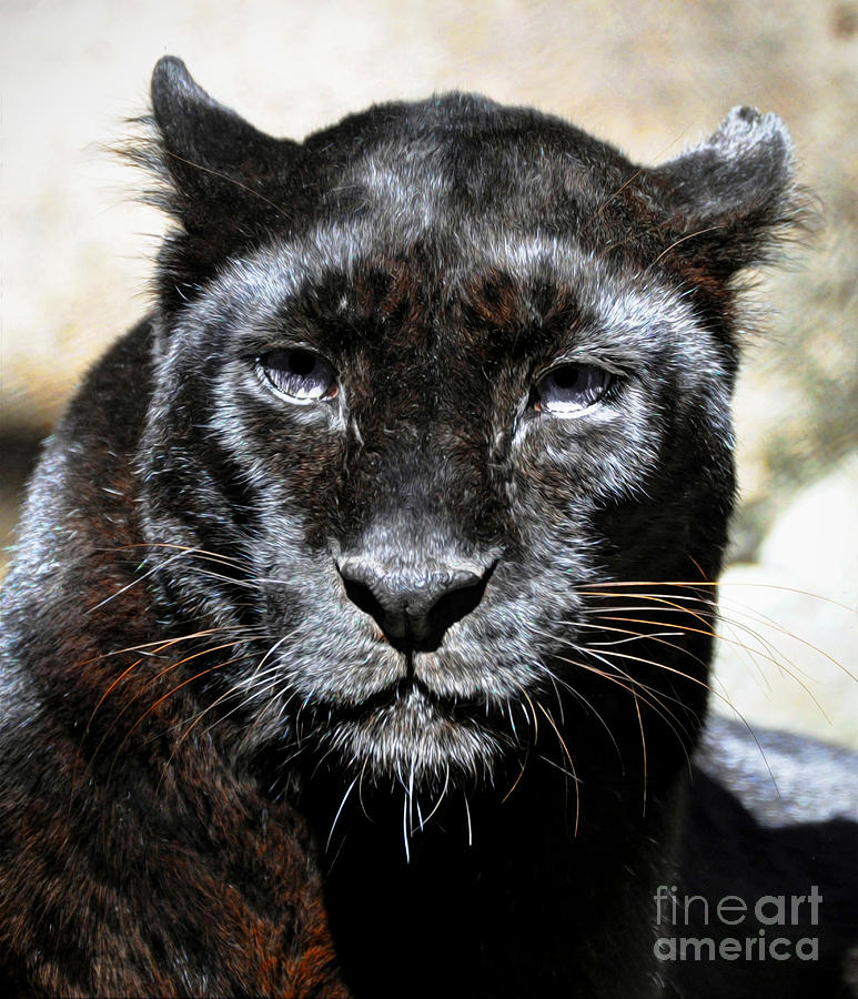 Black Leopard Digital Art by Savannah Gibbs