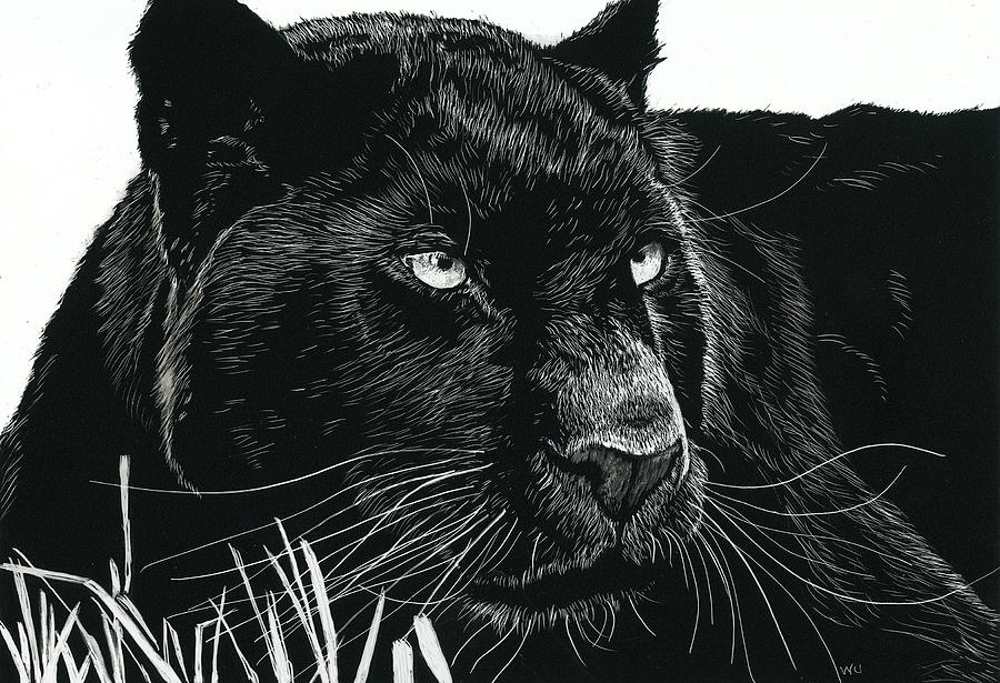 Black Leopard Drawing by William Underwood