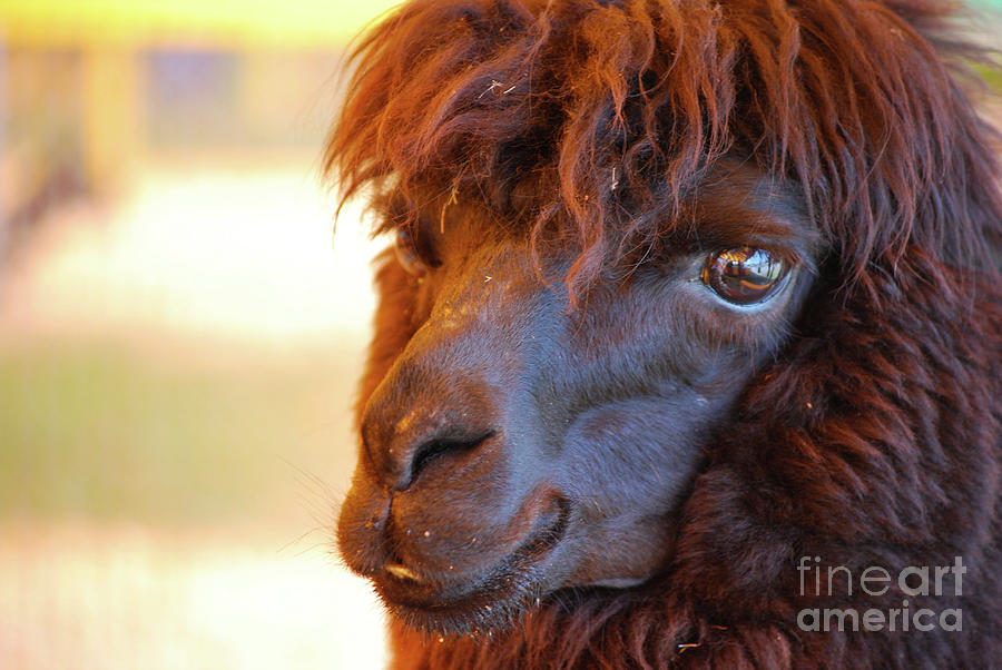 Black Llama with Lots of Shaggy Fur Photograph by DejaVu Designs