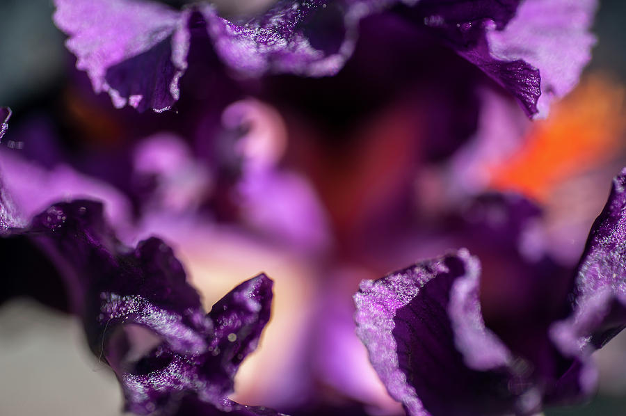 Black Magic Woman Abstract Macro 1. The Beauty of Irises Photograph by