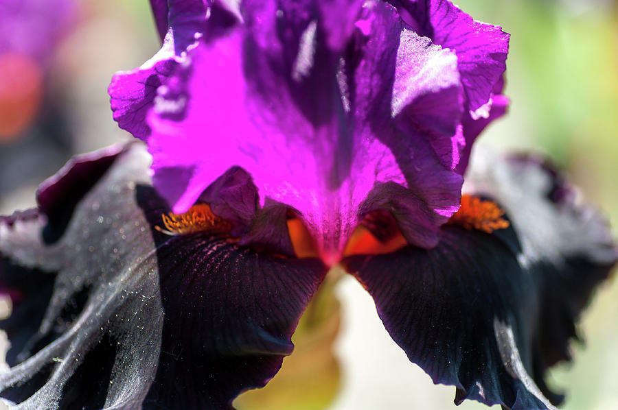 Black Magic Woman Light. The Beauty of Irises Photograph by Jenny Rainbow