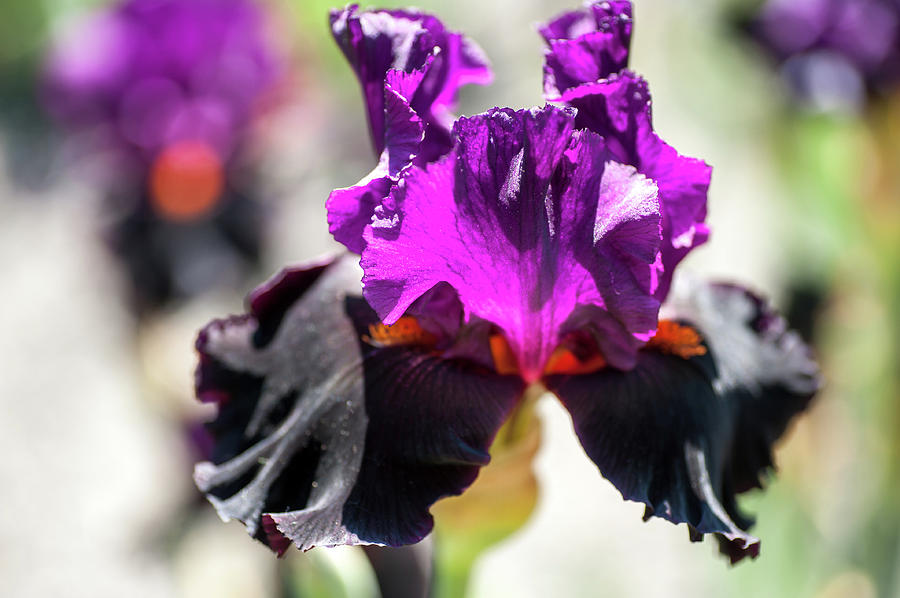 Black Magic Woman. The Beauty of Irises Photograph by Jenny Rainbow