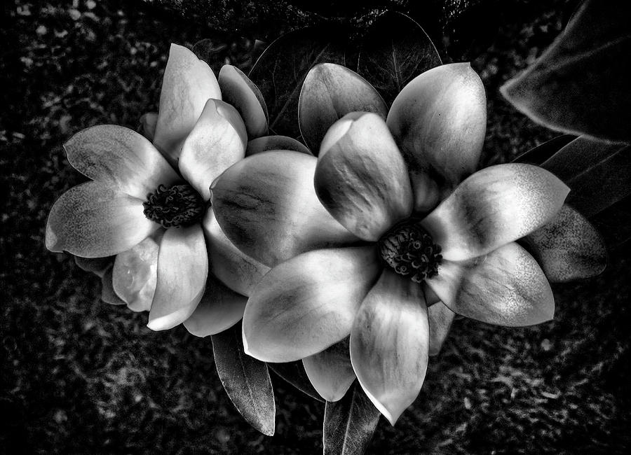 Magnolia Movie Photograph - Black Magnolias by Phyllis Taylor