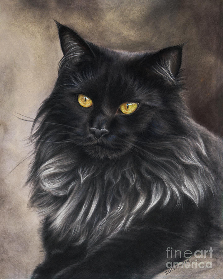 Black Maine Coon Drawing by Tobiasz Stefaniak Fine Art America