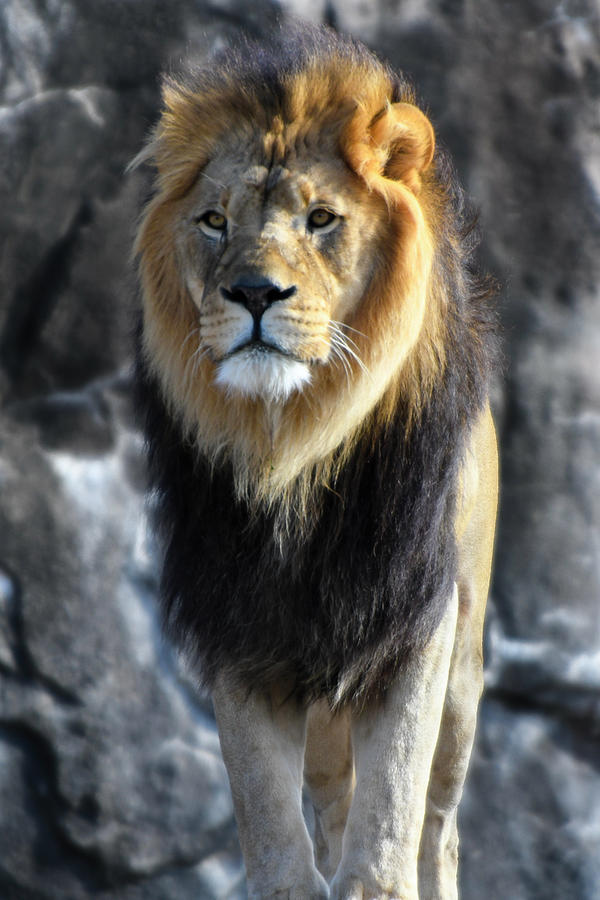 Black Maned Lion 346 Photograph by David Drew