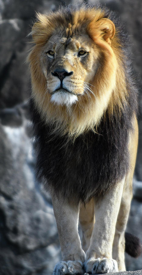 Black Maned Lion 353 Photograph by David Drew