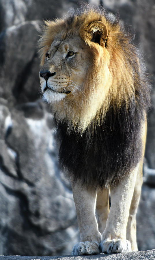 Black Maned Lion 356 Photograph by David Drew