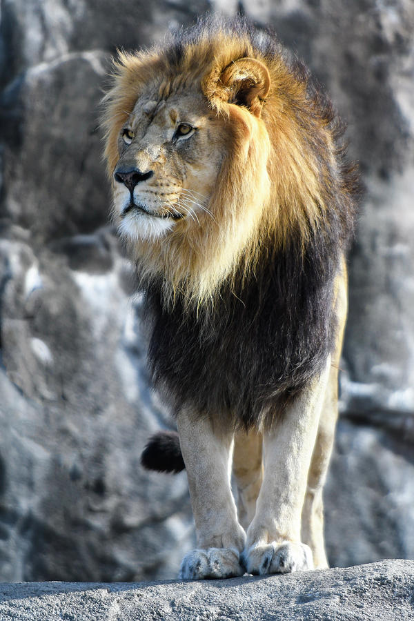 Black Maned Lion 364 Photograph by David Drew