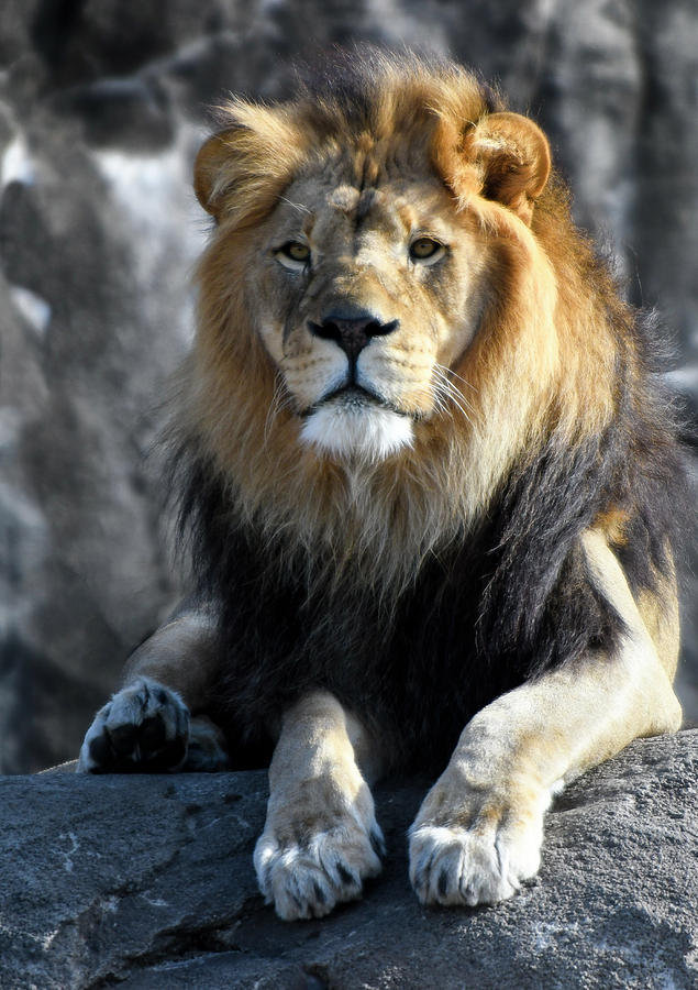 Black Maned Lion 383 Photograph by David Drew