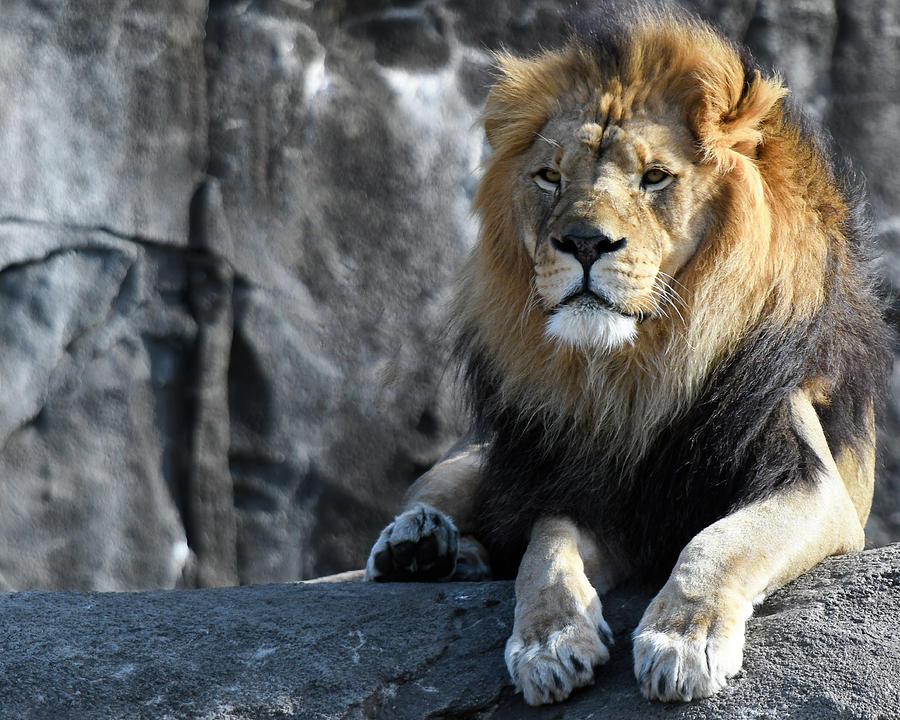 Black Maned Lion 404 Photograph by David Drew