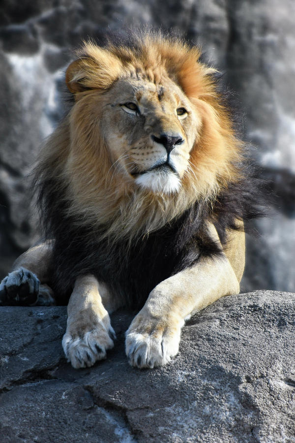 Black Maned Lion 412 Photograph by David Drew