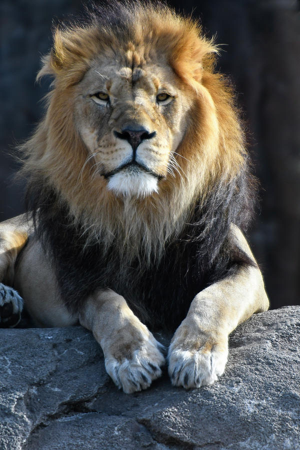 Black Maned Lion 437 Photograph by David Drew