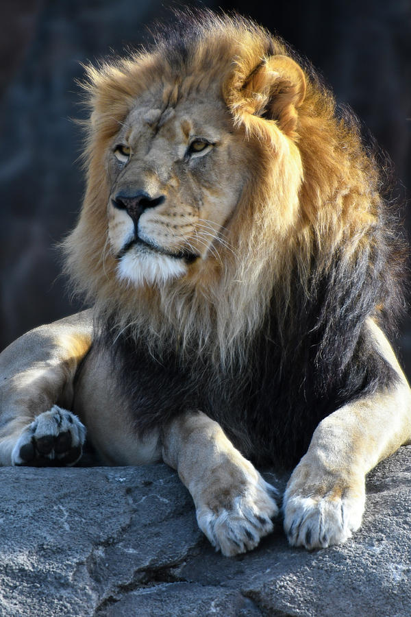 Black Maned Lion 440 Photograph by David Drew