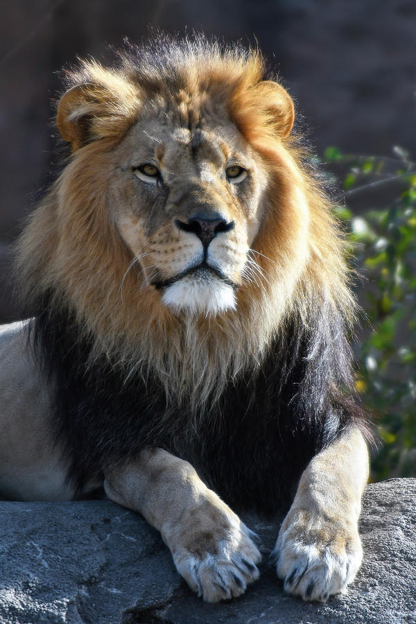 Black Maned Lion 485 Photograph by David Drew