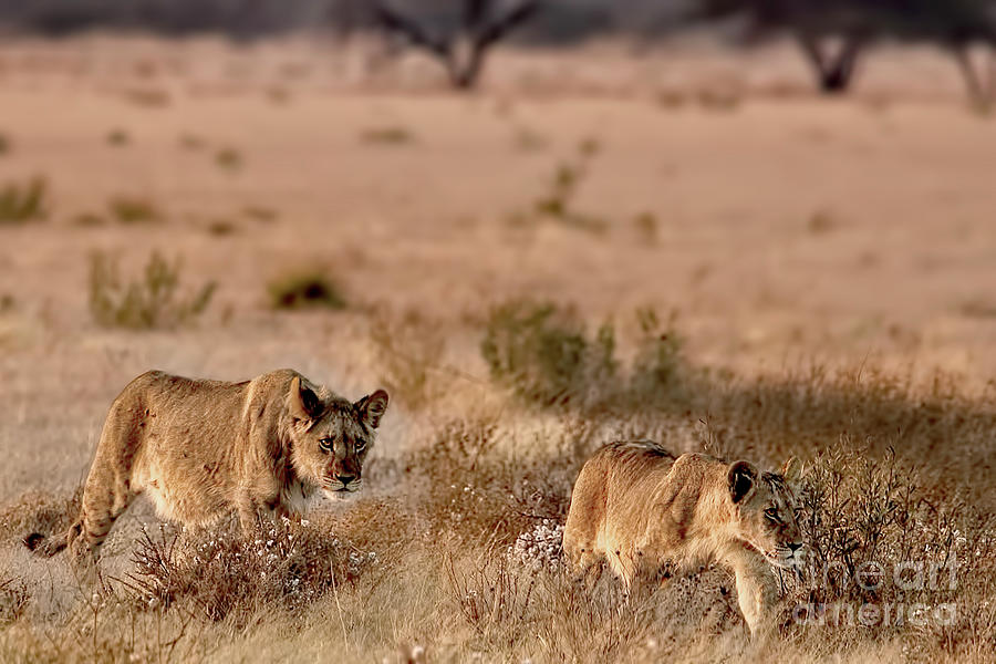 Black-Maned Lion Cubs of the Kalahari Photograph by Kay Brewer