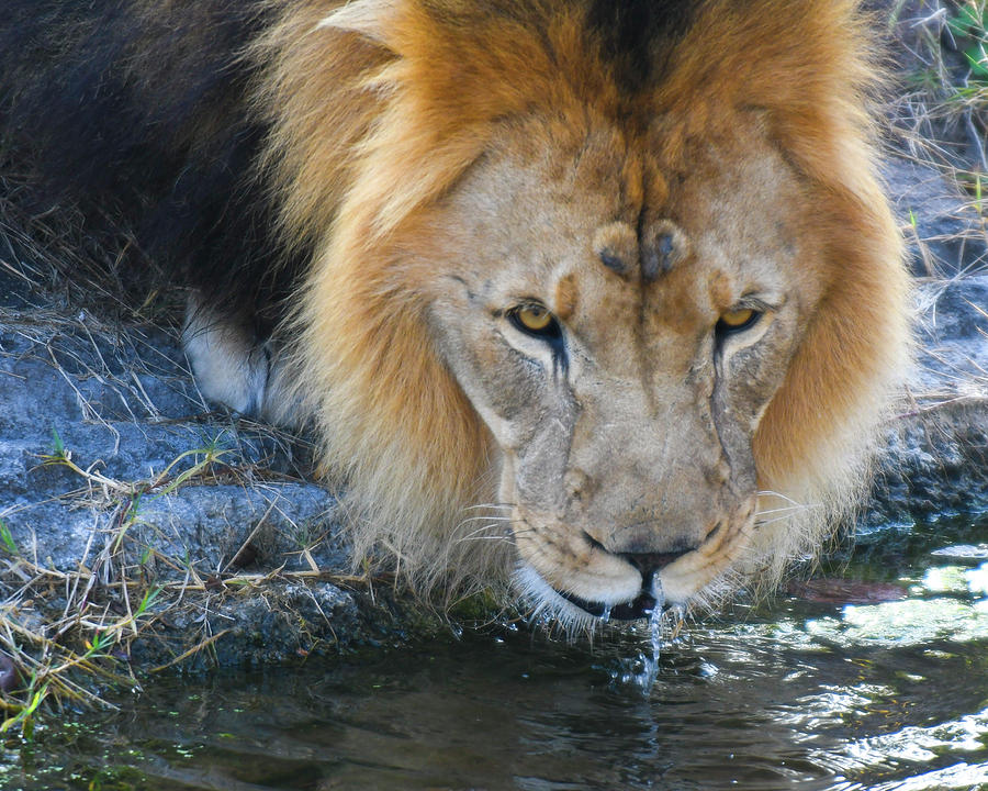 Black Maned Lion Drinking 2 Photograph by David Drew