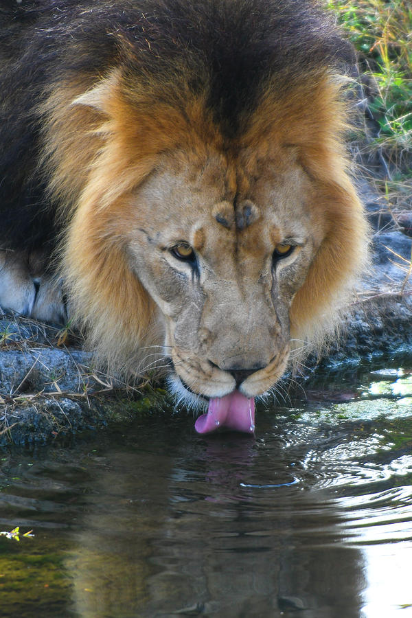 Black Maned Lion Drinking Photograph by David Drew