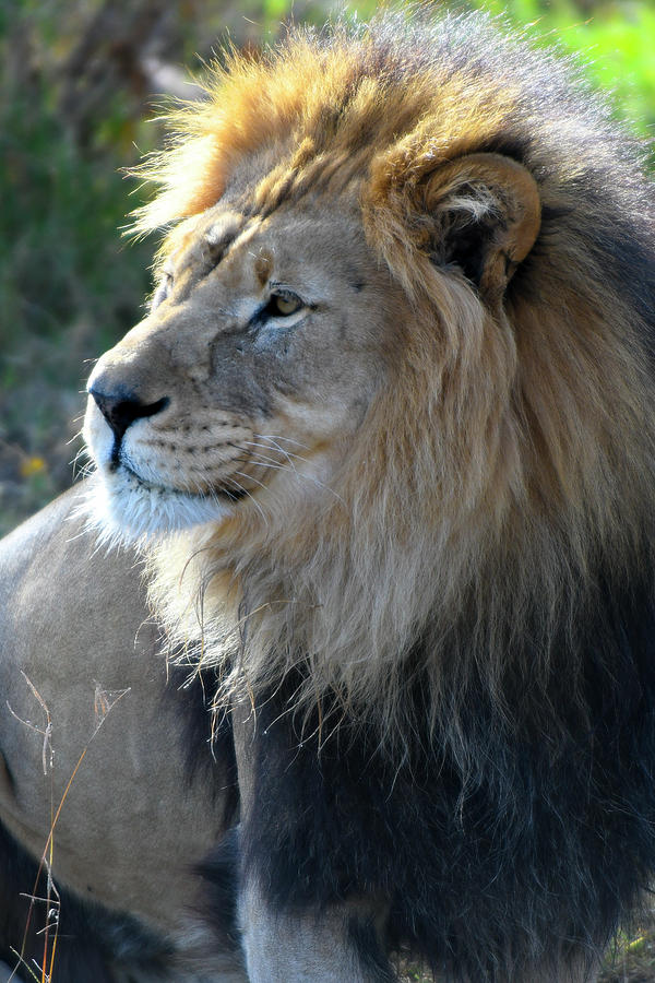 Black Maned Lion Gazing Left Photograph by David Drew