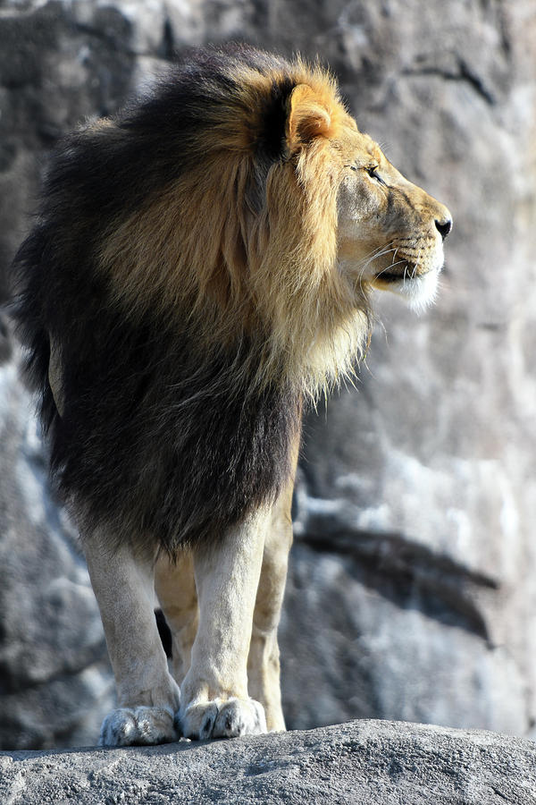Black Maned Lion Squinting into the Wind 367 Photograph by David Drew
