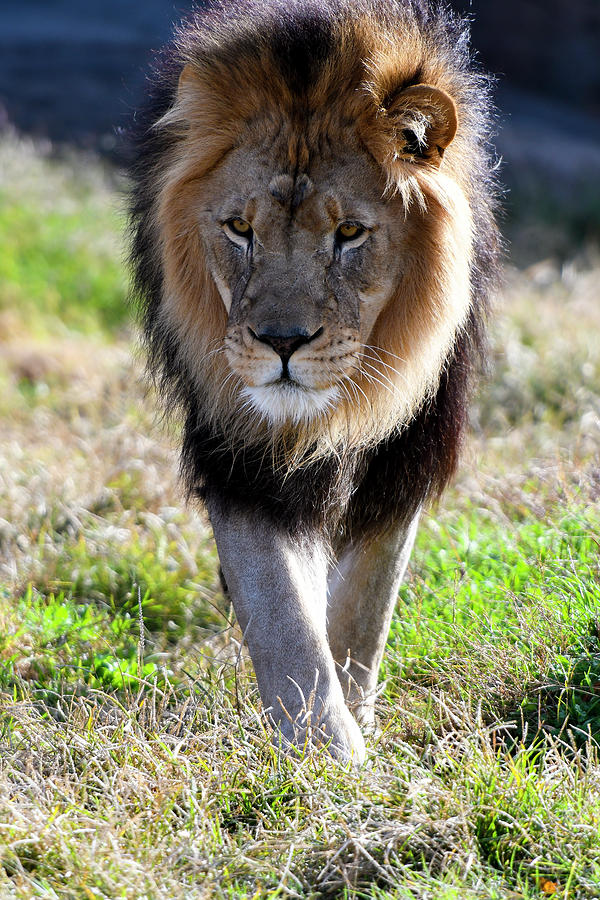 Black Maned Lion Walking Photograph by David Drew