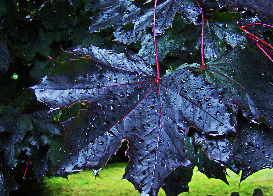 Black Maple Photograph By Al Bourassa Fine Art America   Black Maple Al Bourassa 