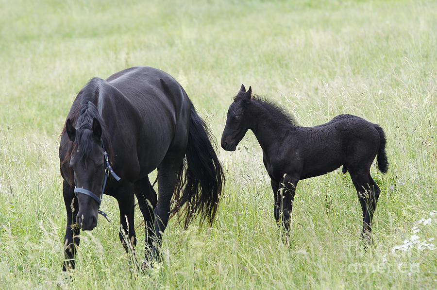 Black Mare With Black Colt Photograph by Michal Boubin