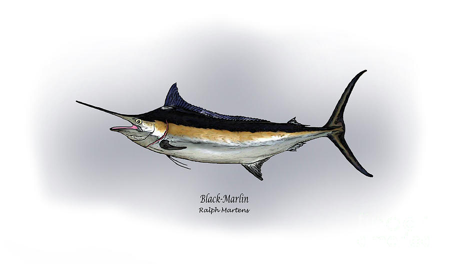 Fish Drawing - Black Marlin by Ralph Martens