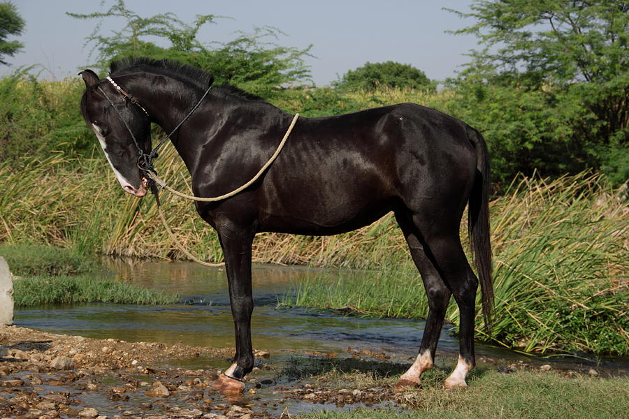 Black Marwari Horse Photograph by Shishir Bansal - Fine Art America