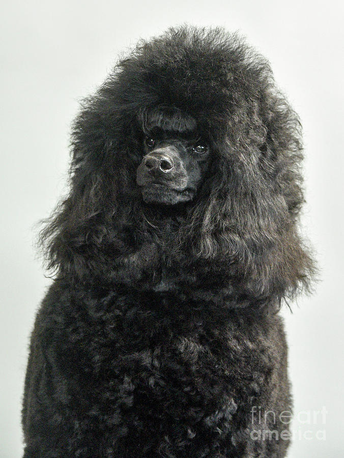 Black Medium poodle  Photograph by Amir Paz