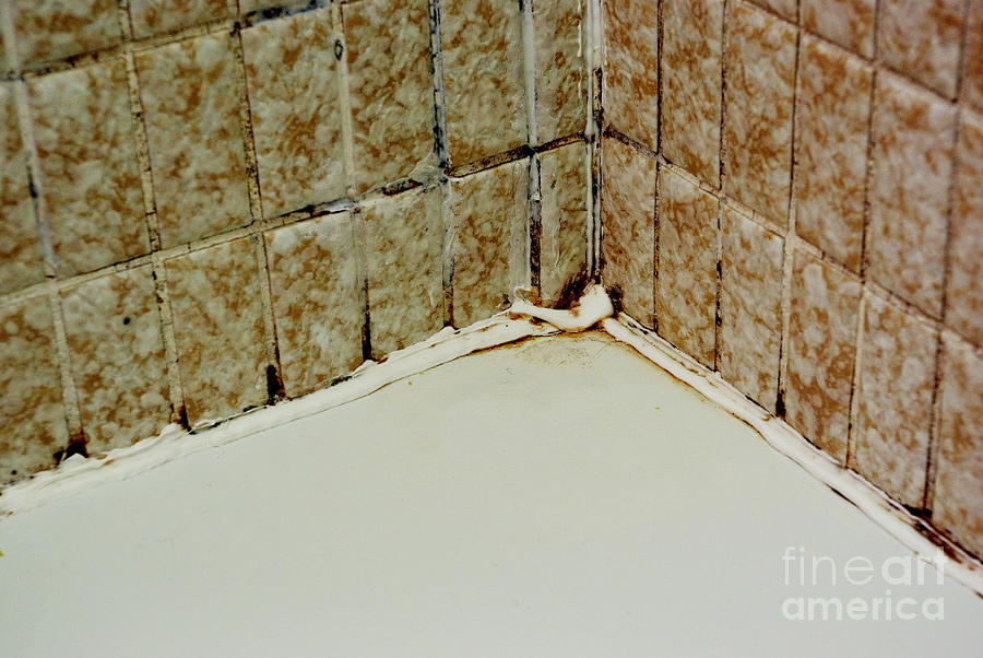 Black Mold On Bathtub Caulking Photograph by Scimat