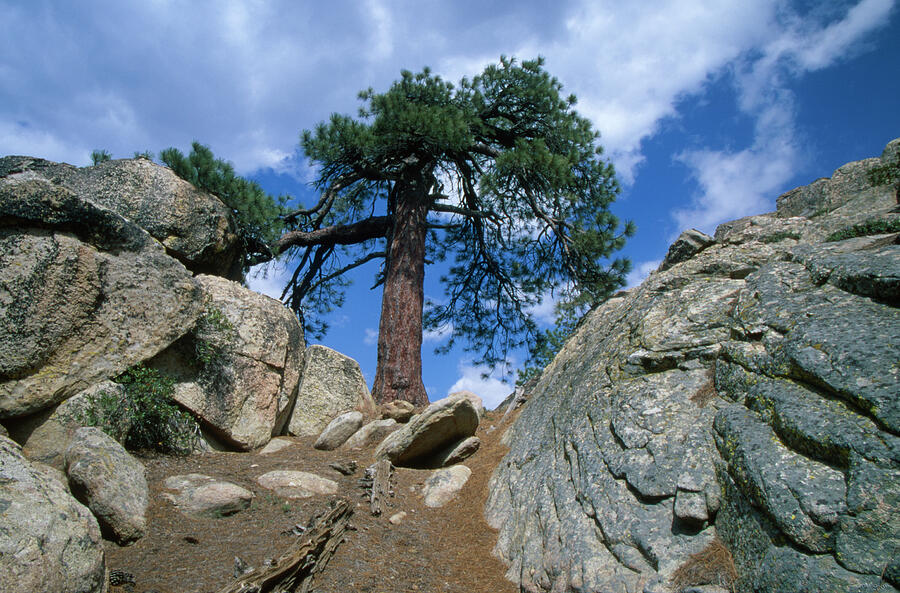 Black Mountain - Sequoia National Forest Photograph