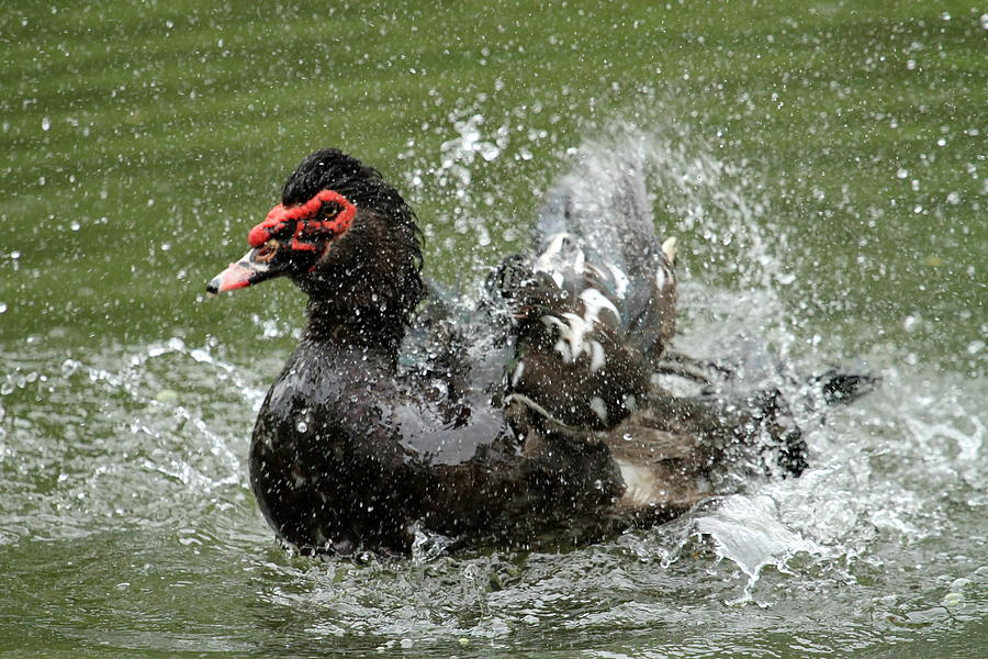 Black muscovy duck, cairina moschata Photograph by Elenarts - Elena Duvernay photo