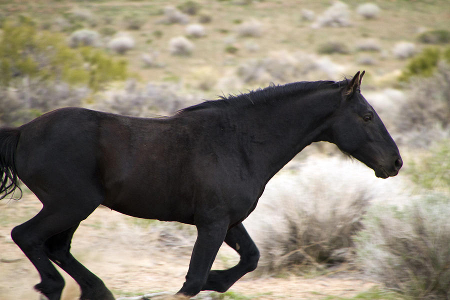 Black Mustang Stallion running like the wind. Photograph by Waterdancer