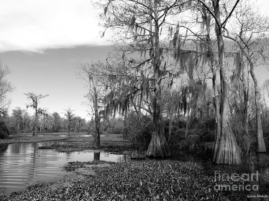 Black N White Bayou Photograph by Gina Welch - Fine Art America