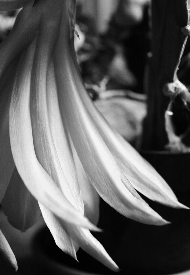 Black N White Cactus Orchid Photograph by Lori Child - Fine Art America