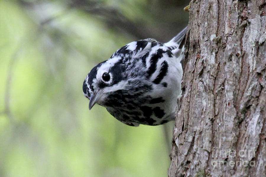 Black-n-white Warbler Photograph