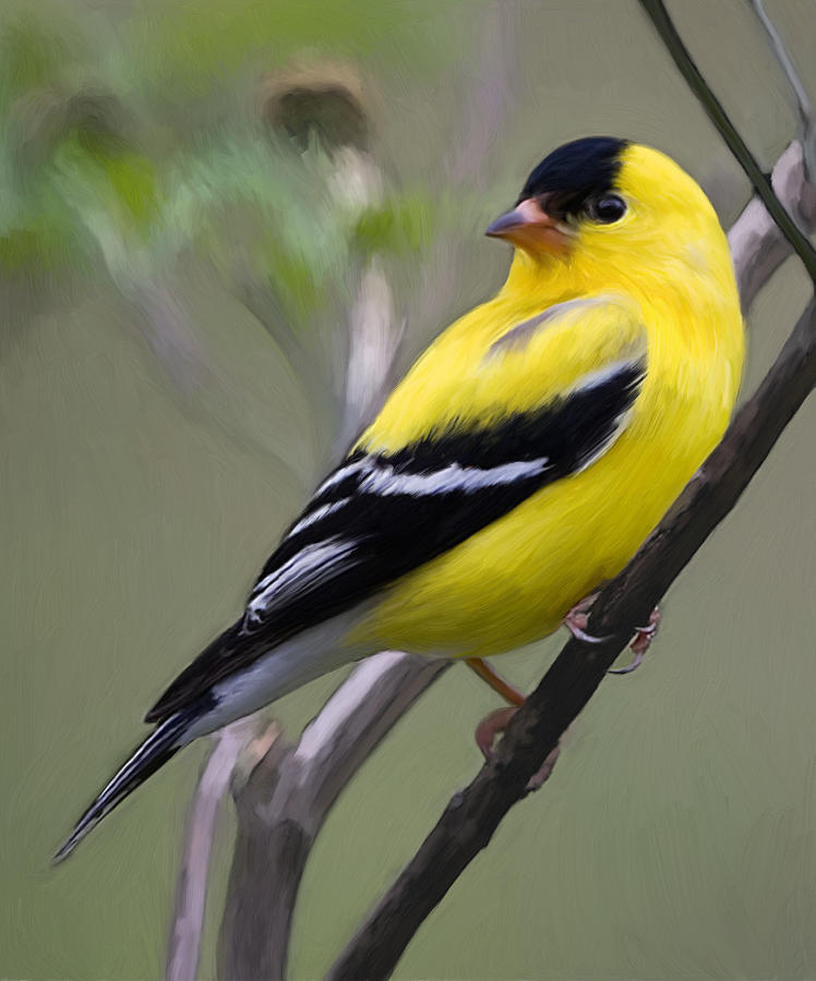 Download Black N Yellow Finch Painting by Snake Jagger