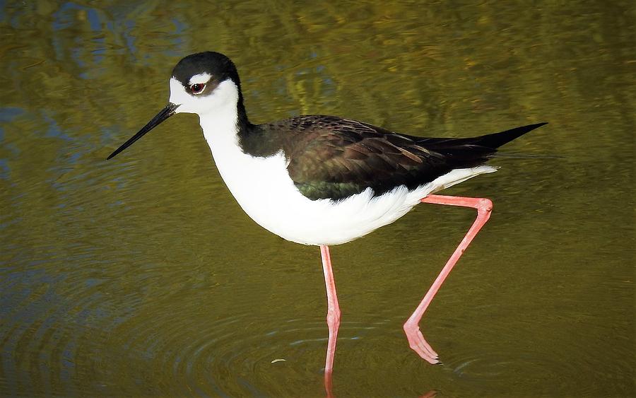 Black Neck Stilt 4 Photograph by Jean Scherer - Fine Art America