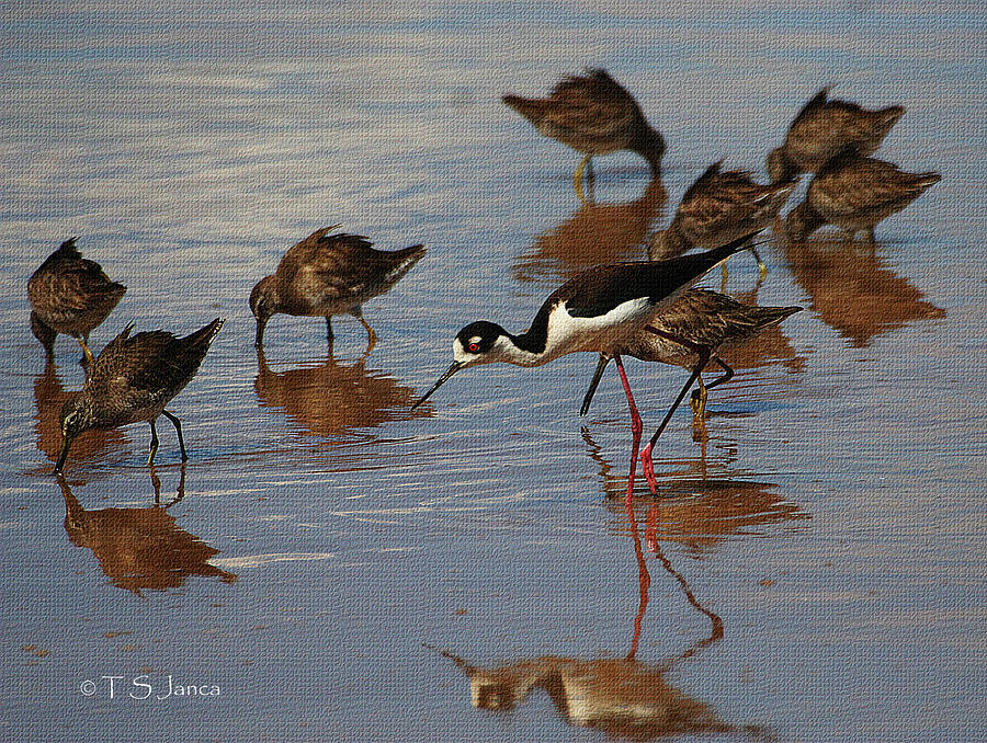 Black Neck Stilts And Dowitchers Photograph by Tom Janca