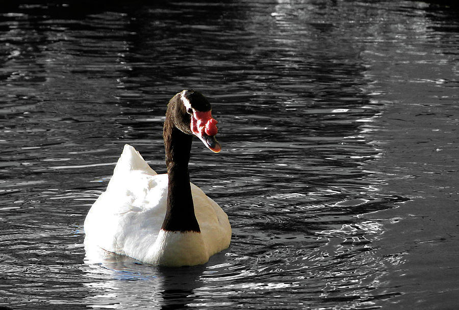 Black Neck Swan Photograph