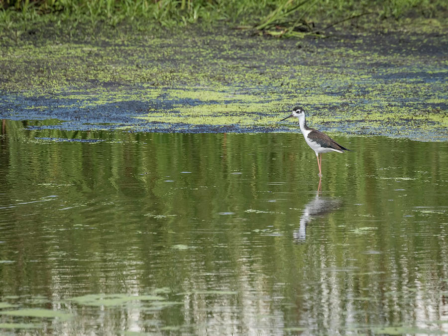Black-necked stilt 1-2016 Photograph by Thomas Young